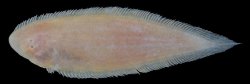 Cynoglossus feldmanni - Click for species page