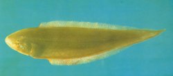 Cynoglossus gracilis - Click for species page