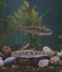 Oncorhynchus masou