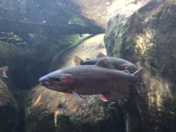Oncorhynchus mykiss - Click for species page