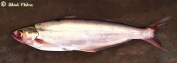 Eutropiichthys vacha - Click for species page