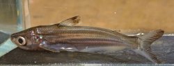 Eutropiichthys vacha