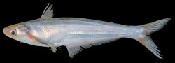 Laides sinensis - Click for species page