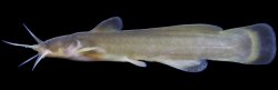 Liobagrus somjinensis - Click for species data page