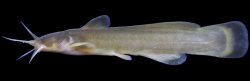 Liobagrus somjinensis - Click for species page