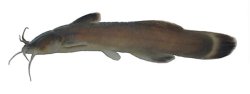 Liobagrus somjinensis