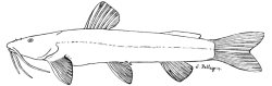 Amphilius grammatophorus - Click for species page