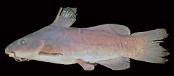 Ancharius fuscus - Click for species data page