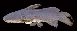 Ancharius griseus - Click for species page