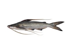 Bagre bagre - Click for species page