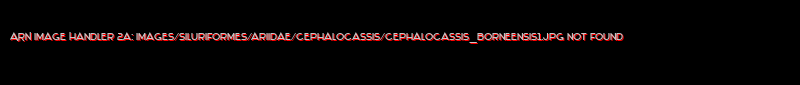 Cephalocassis borneensis - Click for species data page