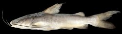 Hexanematichthys sagor - Click for species data page