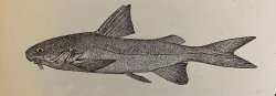 Pachyula conorhynchus