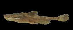 Bunocephalus larai - Click for species page