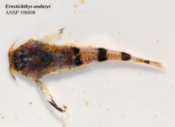Ernstichthys anduzei - Click for species data page