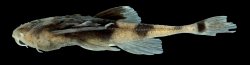 Ernstichthys taquari - Click for species page