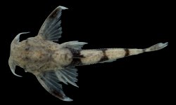 Ernstichthys taquari