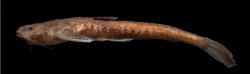 Pseudobunocephalus timbira