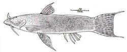 Astroblepus caquetae - Click for species page