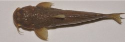 Astroblepus mindoensis