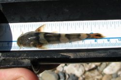 Astroblepus trifasciatus