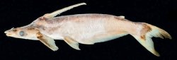 Ageneiosus dentatus - Click for species page