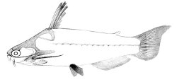Auchenipterichthys thoracatus - Click for species data page
