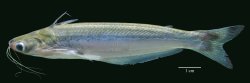 Auchenipterus dentatus - Click for species page