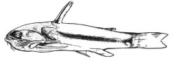Tatia creutzbergi - Click for species page