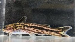Tatia gyrinus