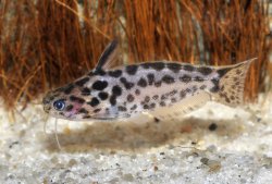 Trachelyichthys sp. `RIO TAPAJOS` - Click for species page