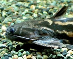 Trachelyopterichthys taeniatus