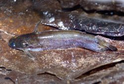 Trachycorystes trachycorystes