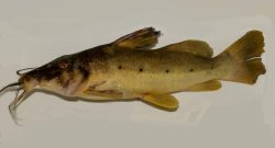 Auchenoglanis cf. occidentalis - Click for species page