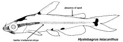 Hyalobagrus leiacanthus - Click for species data page