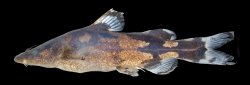 Leiocassis rudicula