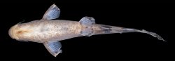 Leiocassis rudicula