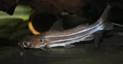 Mystus mysticetus - Click for species page