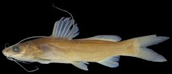 Mystus nigriceps - Click for species page