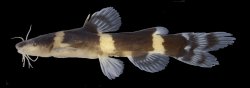 Nanobagrus fuscus - Click for species page