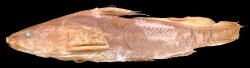 Pseudomystus carnosus - Click for species page