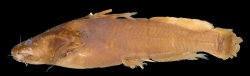 Pseudomystus fumosus - Click for species data page