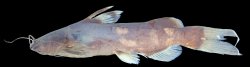 Pseudomystus stenomus