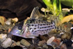 Brochis (sub-clade 3) robustus