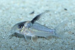 Brochis (sub-clade 3) sp. (Cw117)