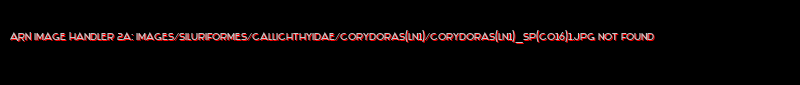 Corydoras(ln1) sp. (C016) - Click for species page