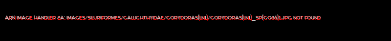 Corydoras(ln1) sp. (C086) - Click for species page