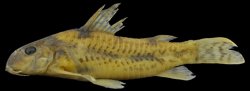 Corydoras (lineage 6) aff. carlae - Click for species data page