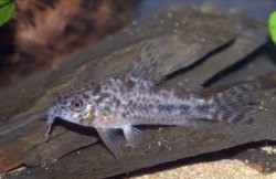 Corydoras (lineage 6) diphyes - Click for species data page