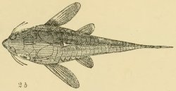 Corydoras (lineage 9) trilineatus
